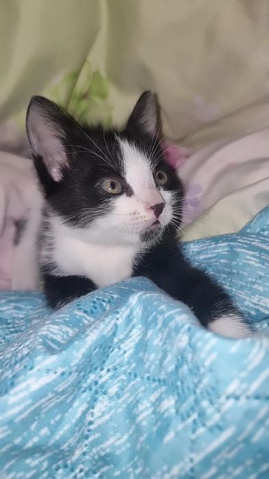 котёнок  мальчик