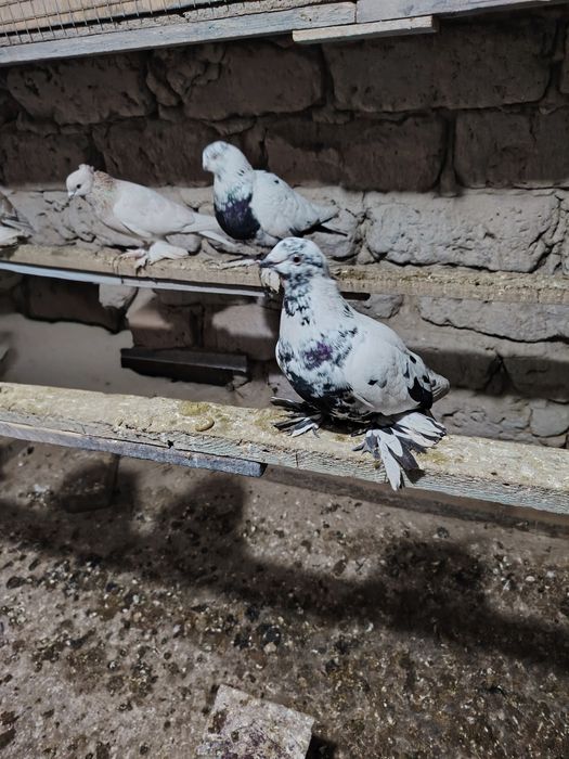 Голубка Аксоч молодая