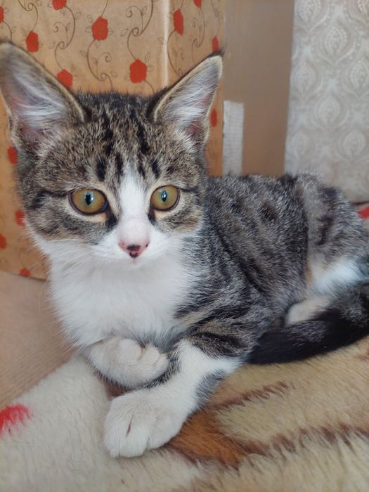 Котик в добрые руки, к лотку приучен
