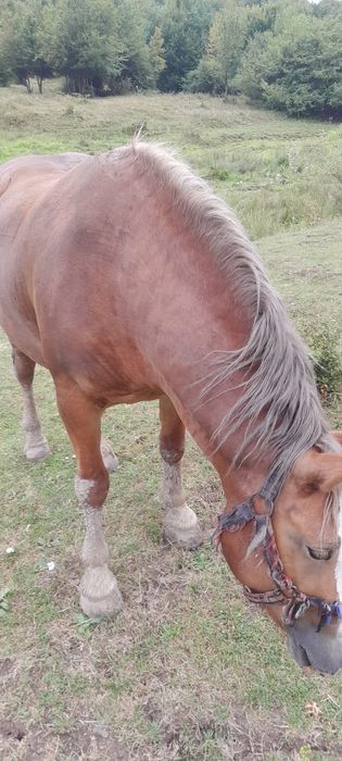 Vand manza de 3/4 ani sau schimb cu vitei sau vaci de abator