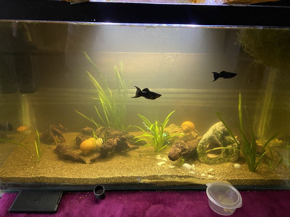 Продам аквариум с рыбками