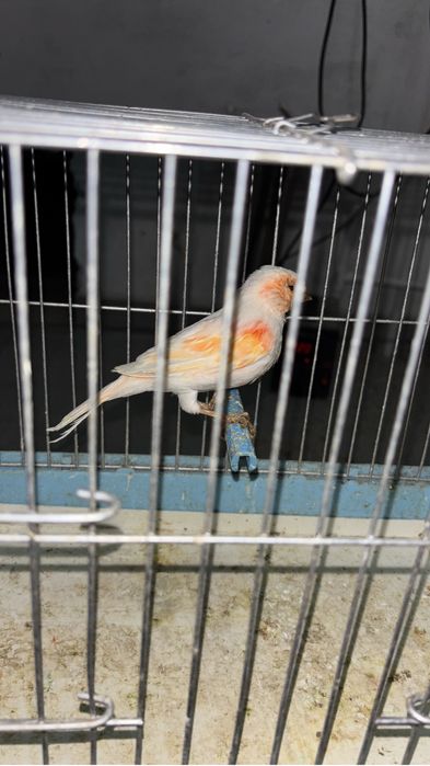 Канарейка самка мозайка