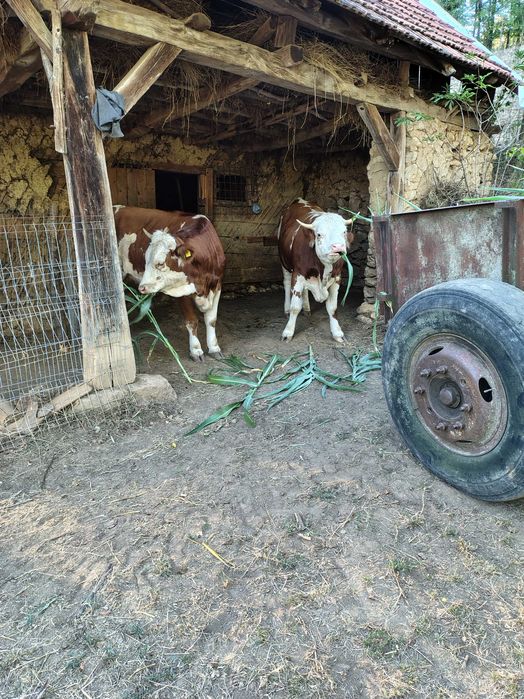 Juninci Bălțata Românească.