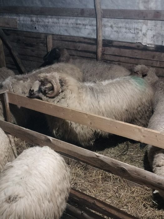 Vand berbec de doi ani