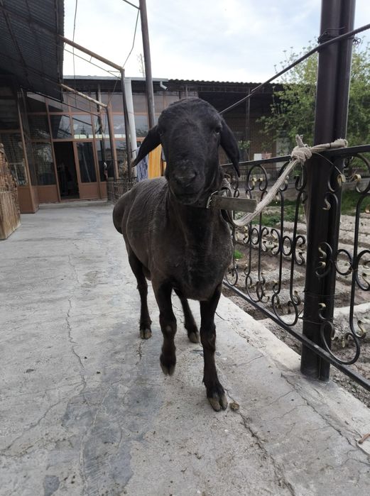 Qizil kashtan qochqor sotiladi