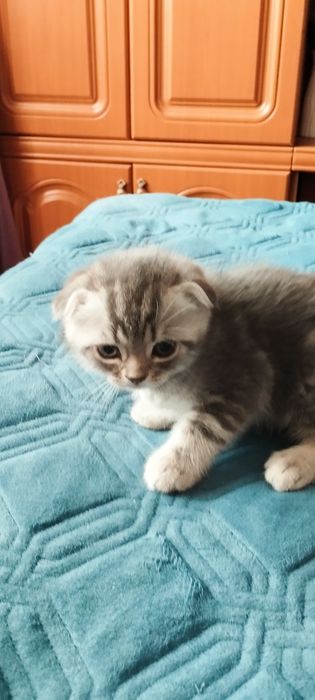 Шотландцы вислоушки