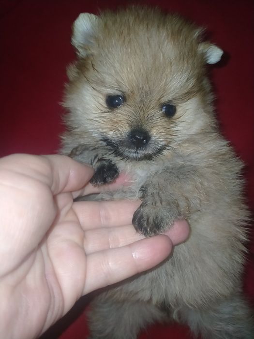 Померанский шпиц