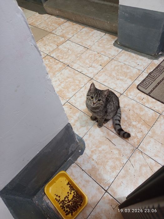 Котенок  серый  мальчик