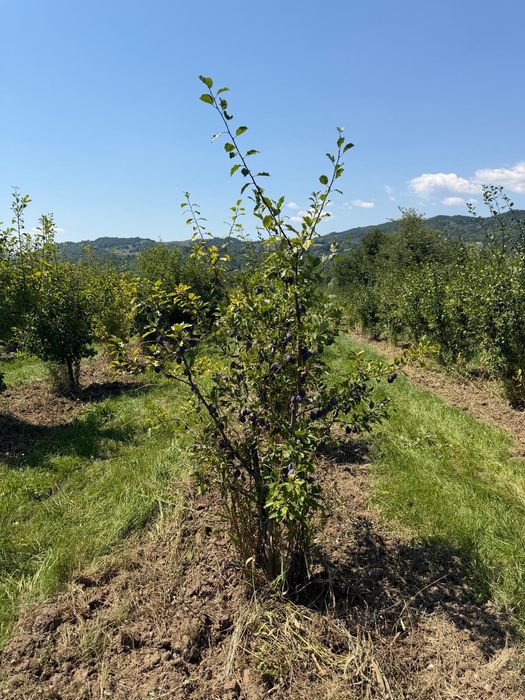 Prune Bio Prospete de vanzare| Dambovita| Livada proprie|Dulci
