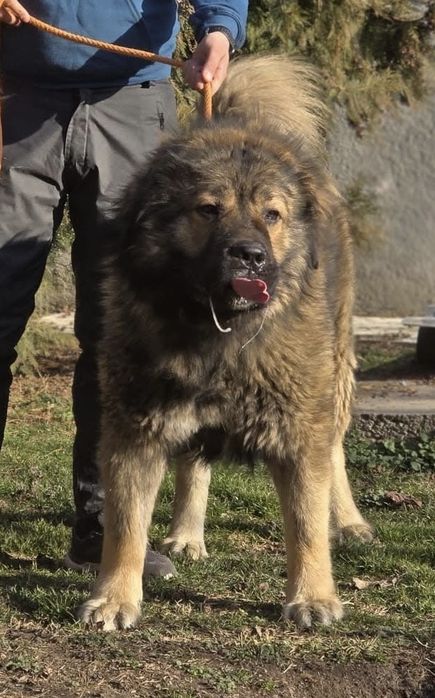 Ciobanesc caucazian