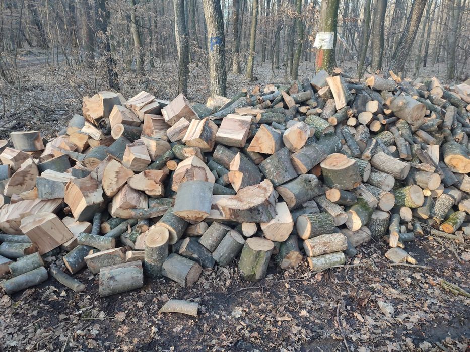 Lemne pt foc sobă și centrală