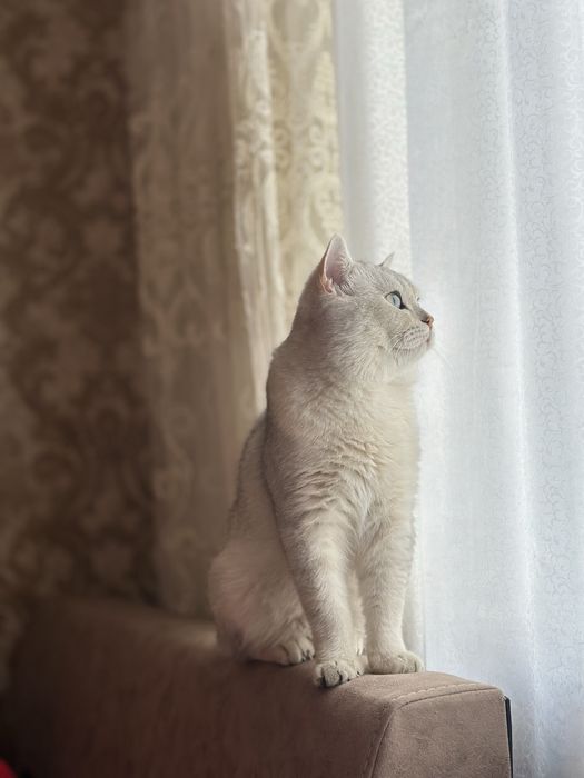 Вязка Опытный кот
