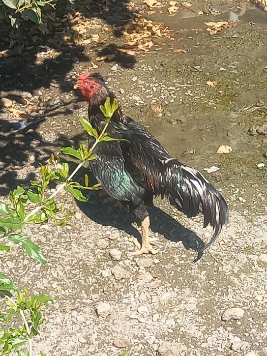 КОРЕЕЦ Хуроз сотилади