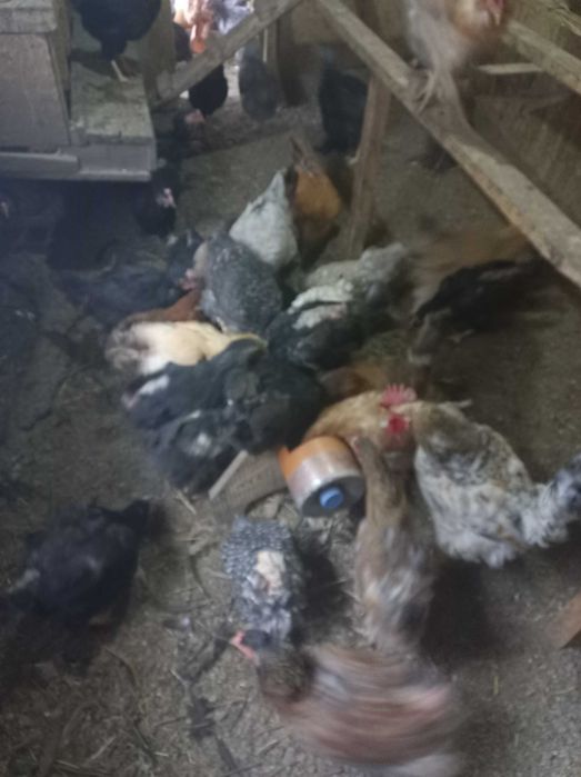 Продам кур на убой