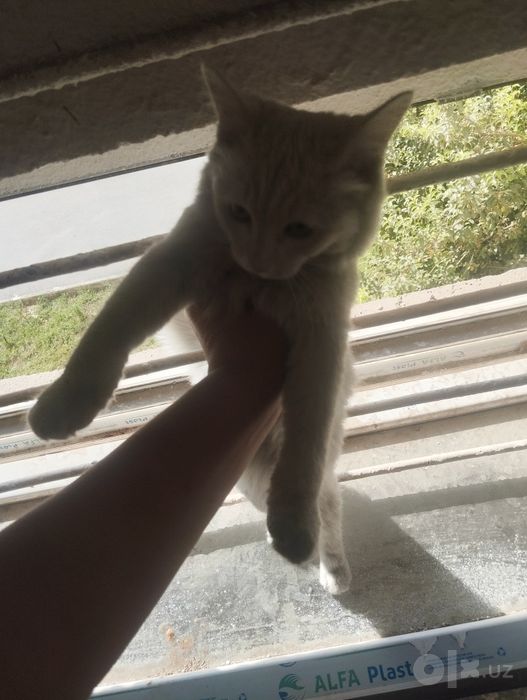 Очень милый котенок