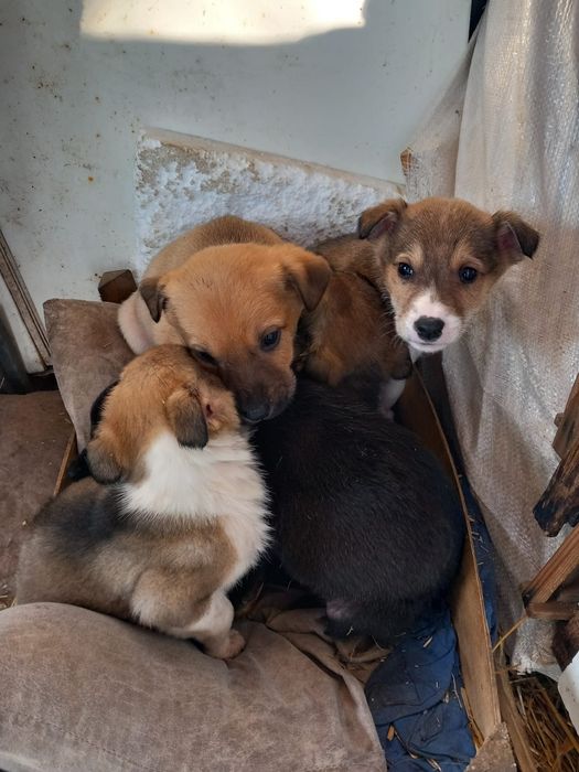 Catei pentru adoptie