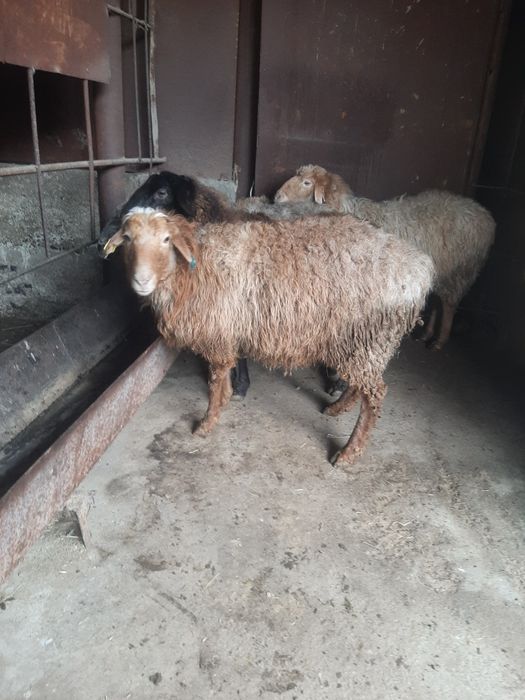 Кой сатылады 8 бас