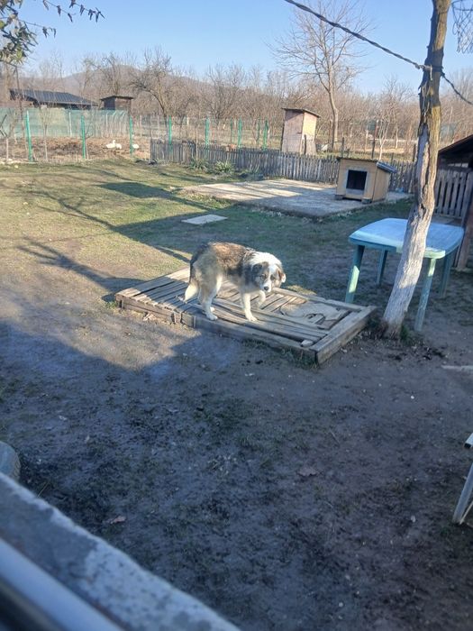 Donez catel steriluzat