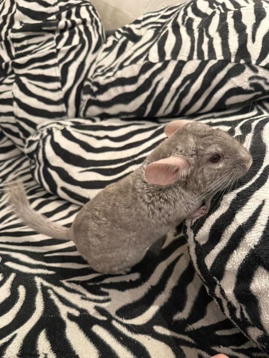 Чинчила на 5 месеца