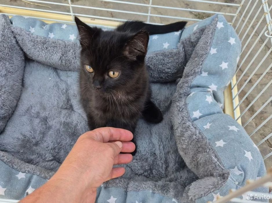 Отдам котят в добрые руки