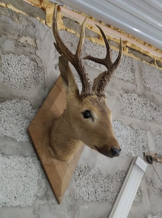 Косуля чучело не дорого