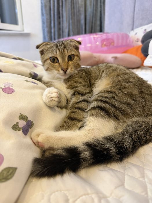 Отдам котенка в добрые руки