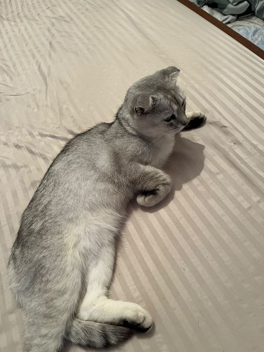 шотландский вислоухий кот