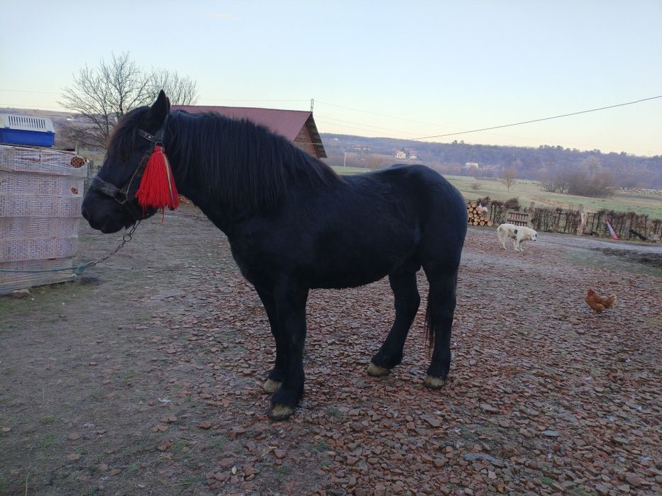 Vând cârlan de doi ani jumate