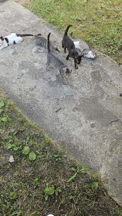 Ofer spre adoptie 4 puiuti de pisica