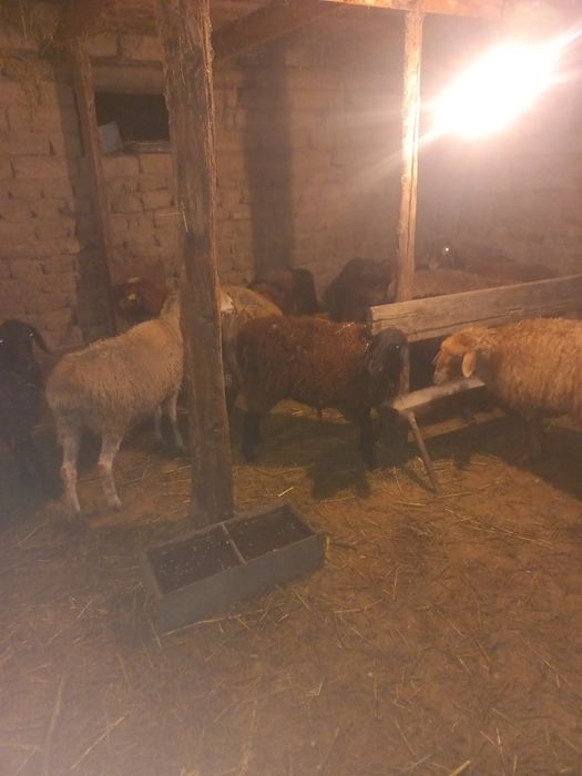 Тоқтылар, саулық, қозылар сатылады