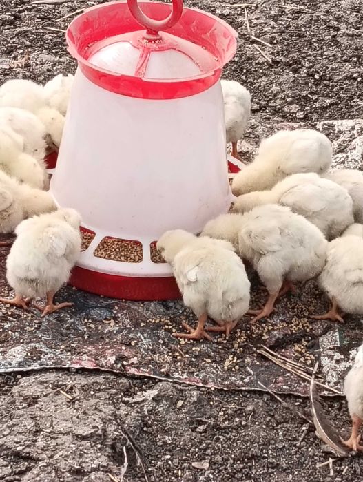 Pui de carne Luna de jos