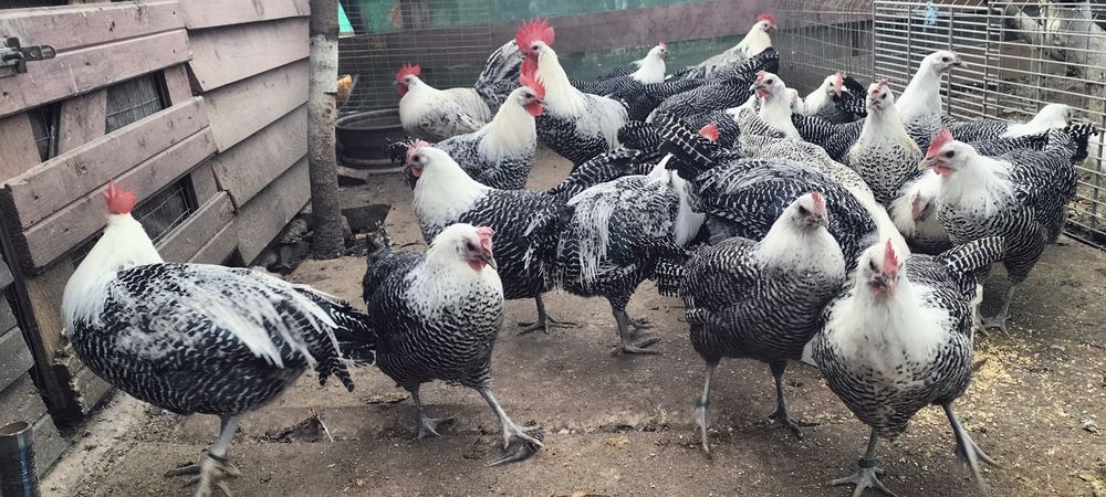 Vând cocoși din rasa Brakel Argintiu..