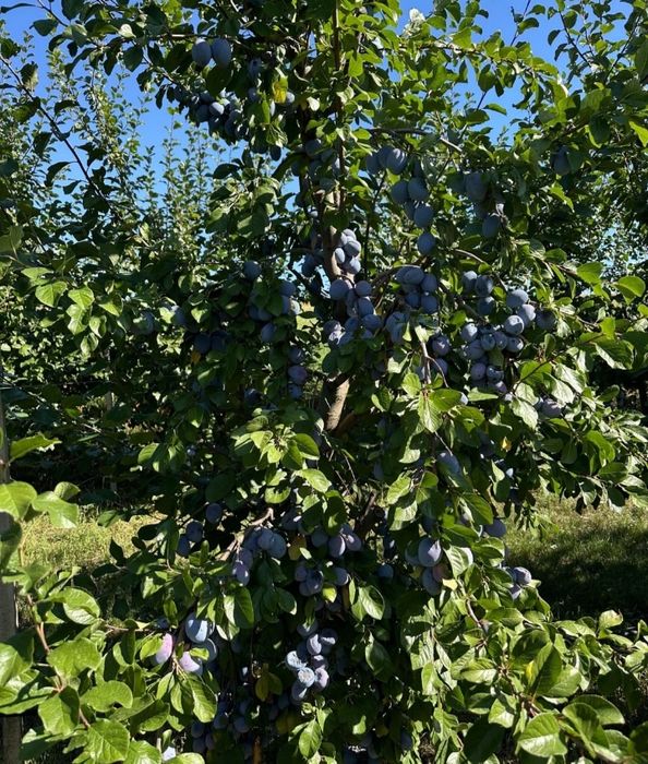 Vând prune de țară