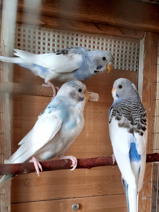 Волнистые попугаи.