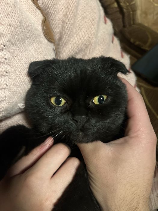 мы продаем кошек