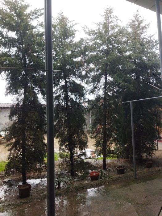 Отдам даром ёлка 4 штук висота 5+метр