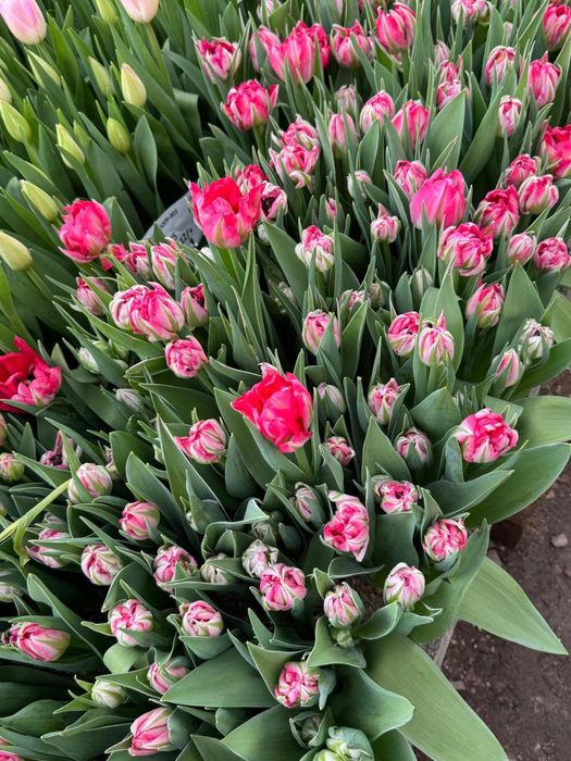 Тюльпаны оптом 300 тенге за шт