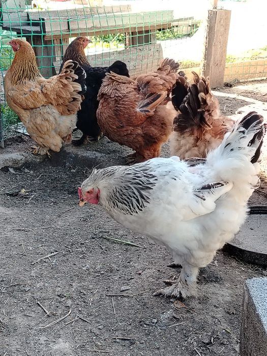 Продам цыплята брама