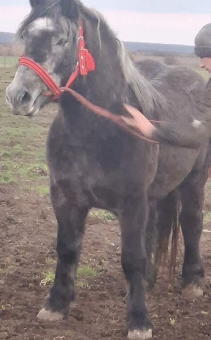 Vand manza de trei ani sange rece polonez cu pedigre