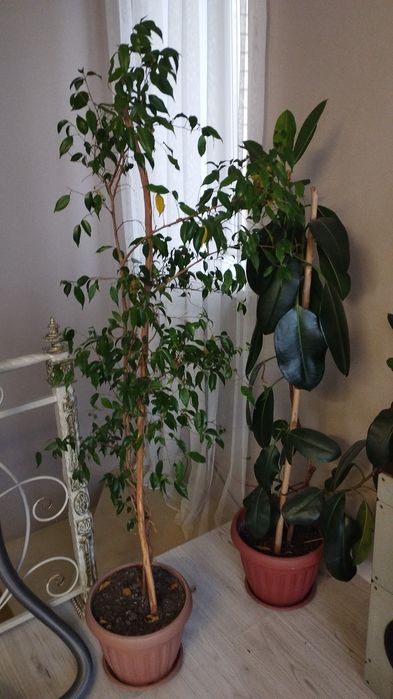 Продам комнатные цветы