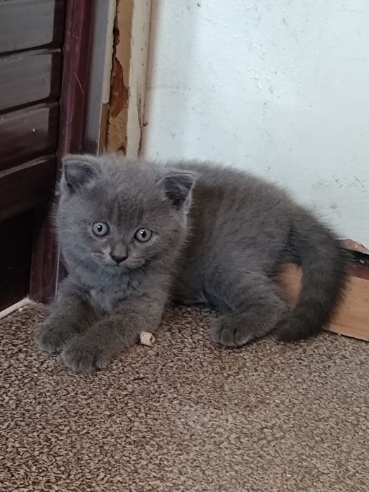 шотлано-британские котята