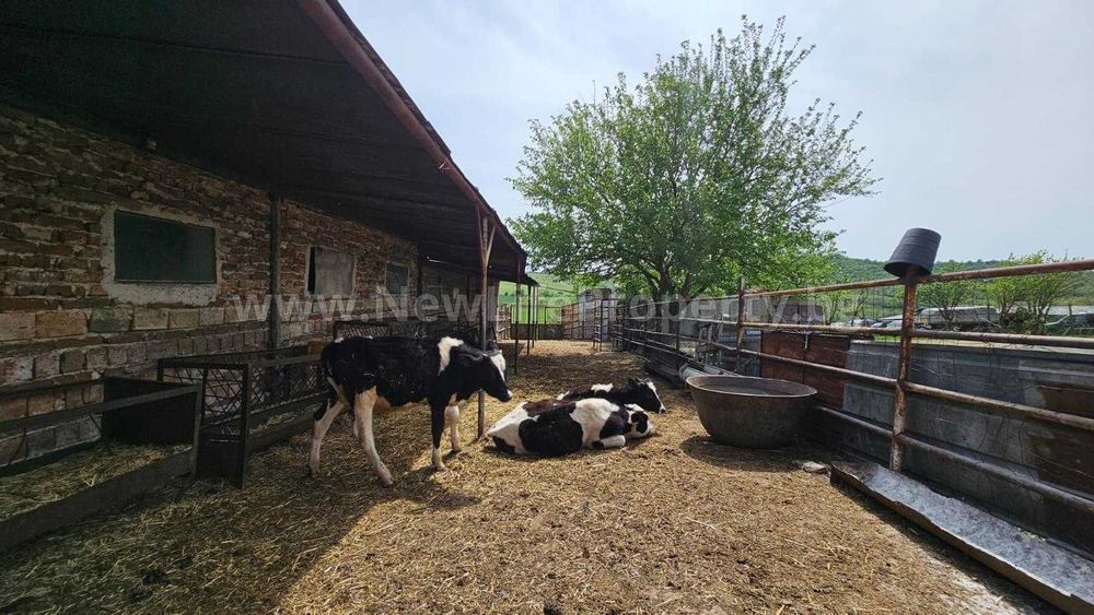 Продава се Промишлена сграда в Средец - 5500 кв.м за 15 €/кв.м - Снимка #7