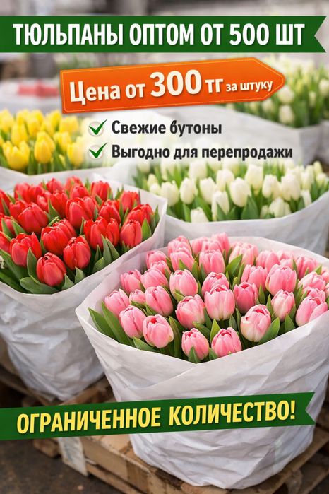 Свежие тюльпаны оптом