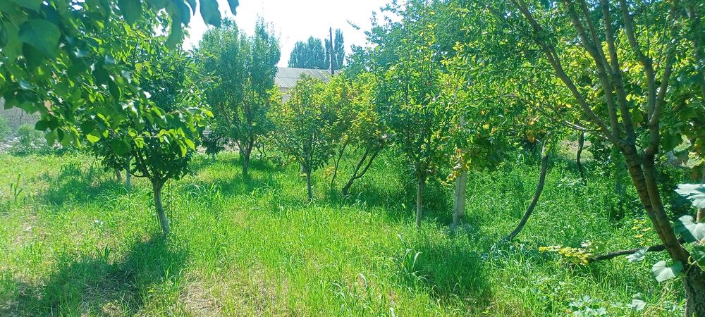 Oq ariq yer uchastka