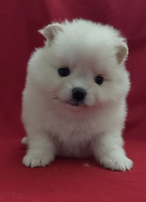 Шпицы разных окрасов