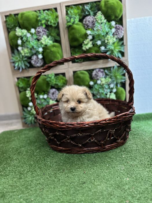 Помапу - Pomapoo.