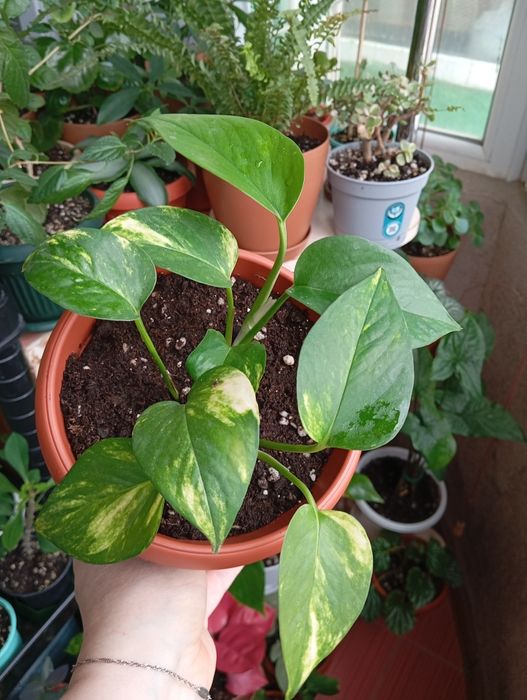 Продам комнатные растения