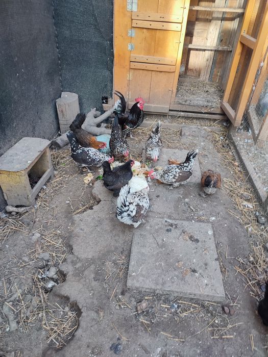 Ouă găini pitice de mâncat sau incubat clocit