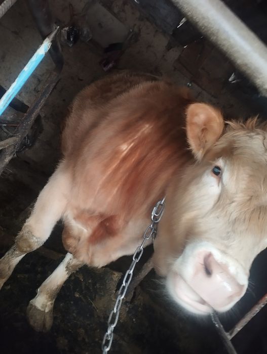 Продам бычки срочно