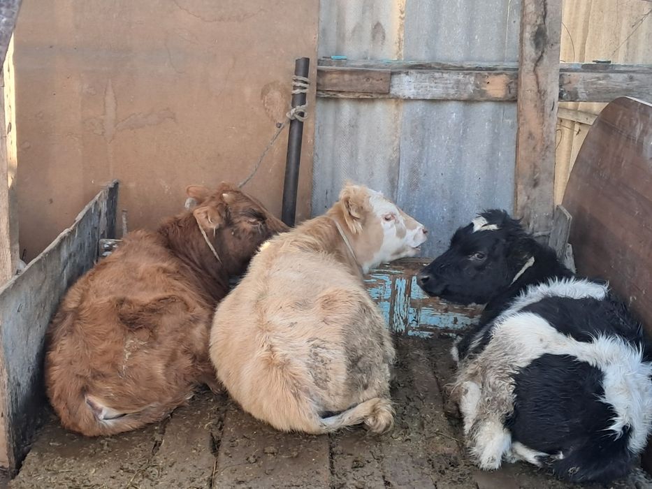 Үш он бір айлық таналар сатылады